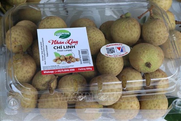 Hai Duong begins harvesting longan for export